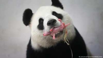 चीन के चिड़ियाघर में पांडा ने एक साथ दिया 2 बच्चों को जन्म