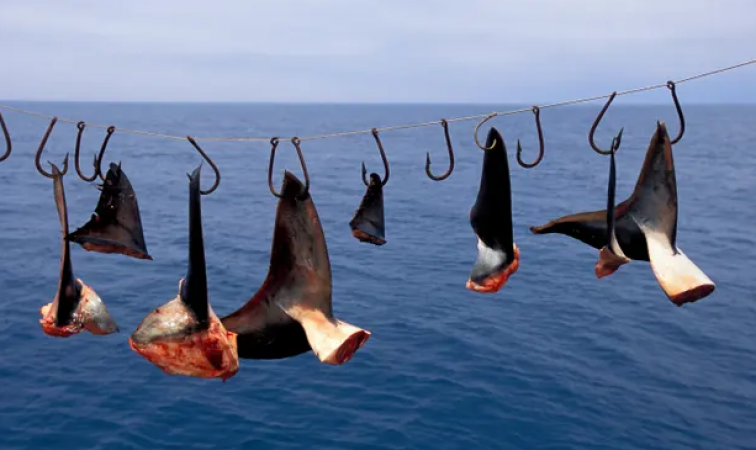 US businesses are involved in the profitable shark fin trade as Congress considers a ban
