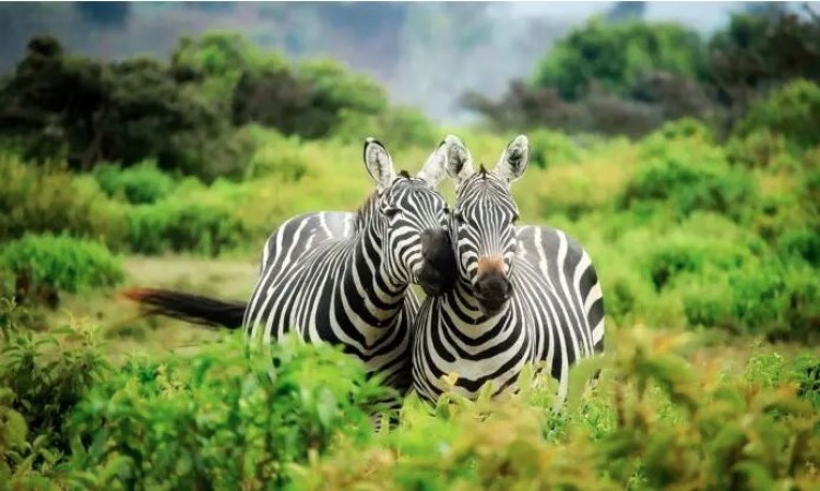 साउथ अफ्रीकन नेशनल पार्क्स ने 12 राष्ट्रीय उद्यानों को लेकर कही ये बात