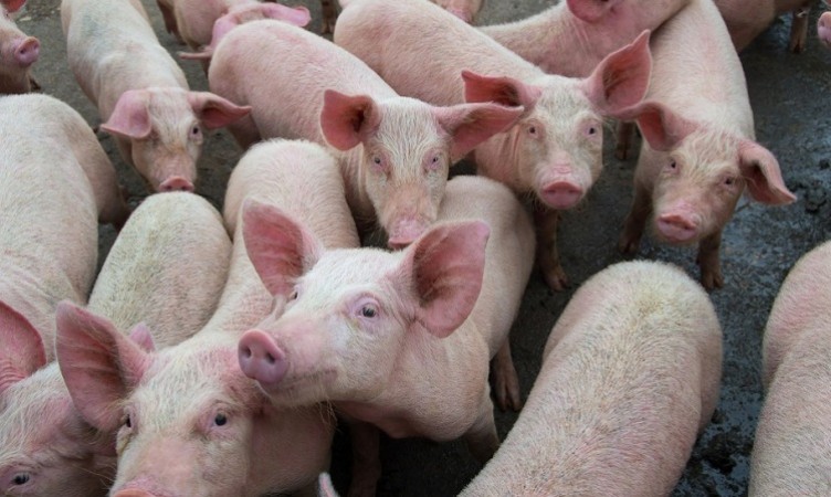 African Swine Fever: Kerala Govt to give Compensation to Farmers