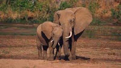 विश्व हाथी दिवस पर जानें हाथियों के जीवन से जुड़ी कुछ महत्वपूर्ण बातें