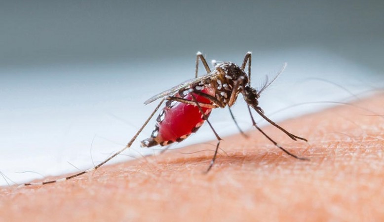 MP: तेजी से पैर पसार रहा डेंगू, इस जिले में 30 बच्चे संक्रमित