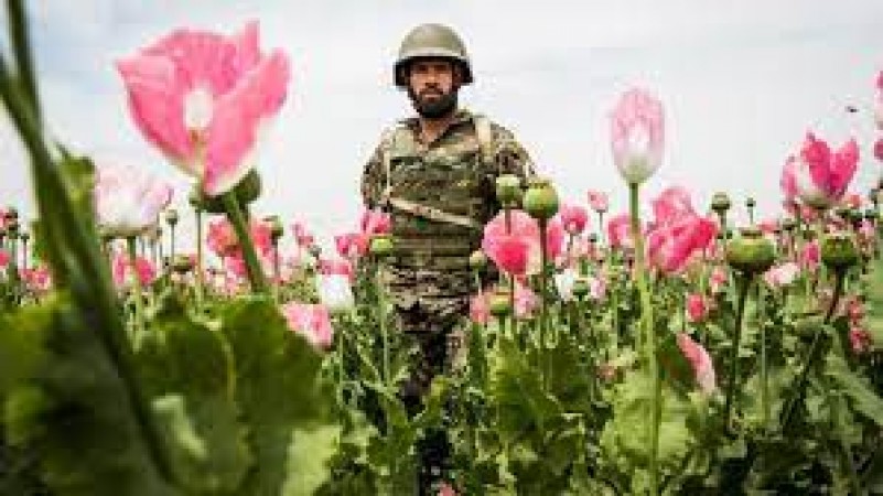 The Looming Narco-State in Afghanistan will emerge under Taliban rule