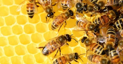 World Honey Bee Day: Why Honey Bees Matter to Us All