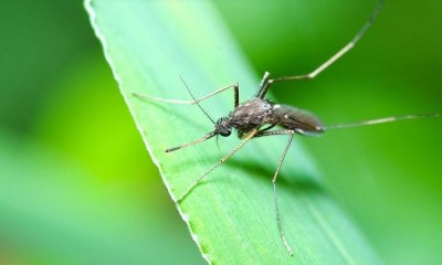World Mosquito Day: Combating a Deadly Threat to Humanity