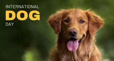 Celebrating International Dog Day: Honoring Our Loyal Canine Companions