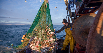 Overfishing Crisis: How Inaccurate Data Threatens Global Fish Stocks and Marine Ecosystems