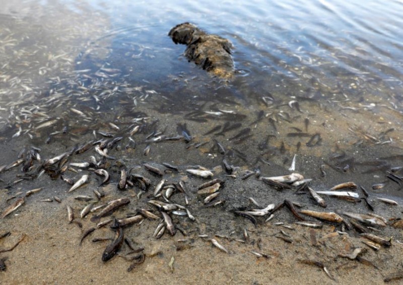 स्पेनिश लैगून के तटों पर पाई गयी मृत मछलियां, बड़ी आम जनता की परेशानी