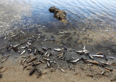 Tonnes of dead fish wash up on Spanish lagoon's shores
