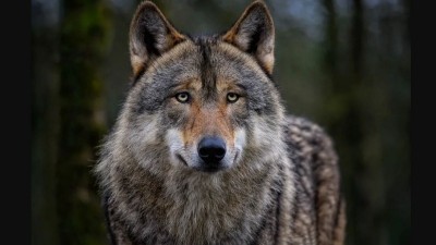 Europe's Controversial Wolf Protection Debate: Conservation or Conflict?