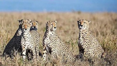 12 more cheetahs from South Africa to MP's Kuno National Park