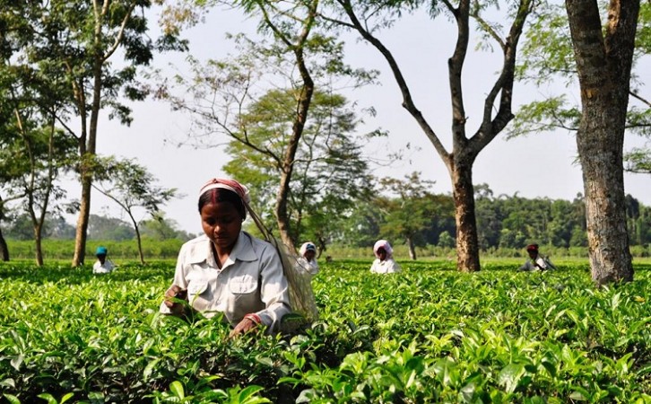 Sri Lanka tea exports to earn USD 1.3-billion in 2021