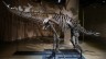 Apex Fossil Breaks Records and Steals Hearts at the American Museum of Natural History