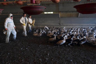 Case of bird flu has been found in France on duck farm