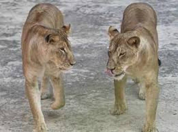 Four Lions at Spanish Zoo turns to be Covid 19 Positive