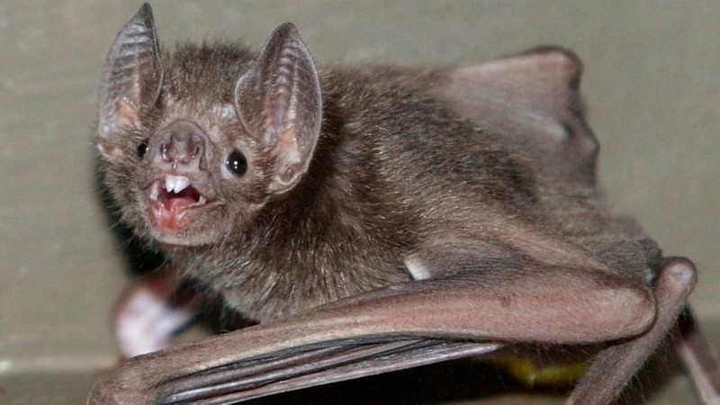 Builder fined £600,000 for destroying breeding site of bats