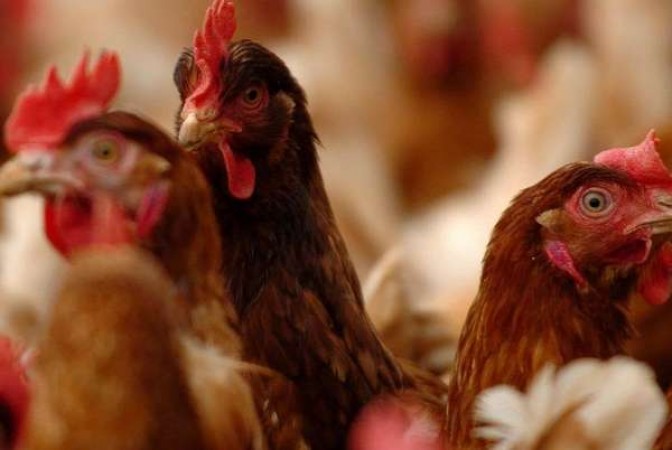 Israel reports bird flu outbreak near the Lebanese border