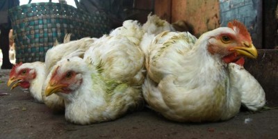 Egypt reports bird flu outbreak in rural areas