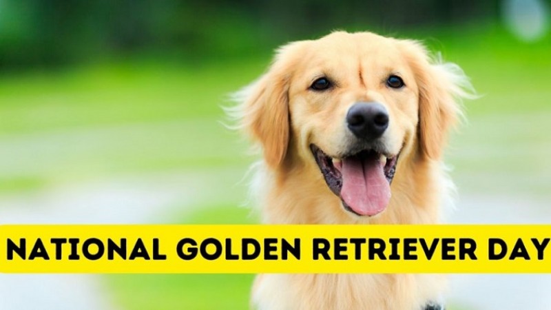 Celebrating Unconditional Love on National Golden Retriever Day