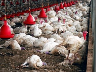 बर्ड फ्लू के प्रकोप के बीच जापान के इबाराकी प्रान्त हजारों मुर्गियों को छोड़ा गया