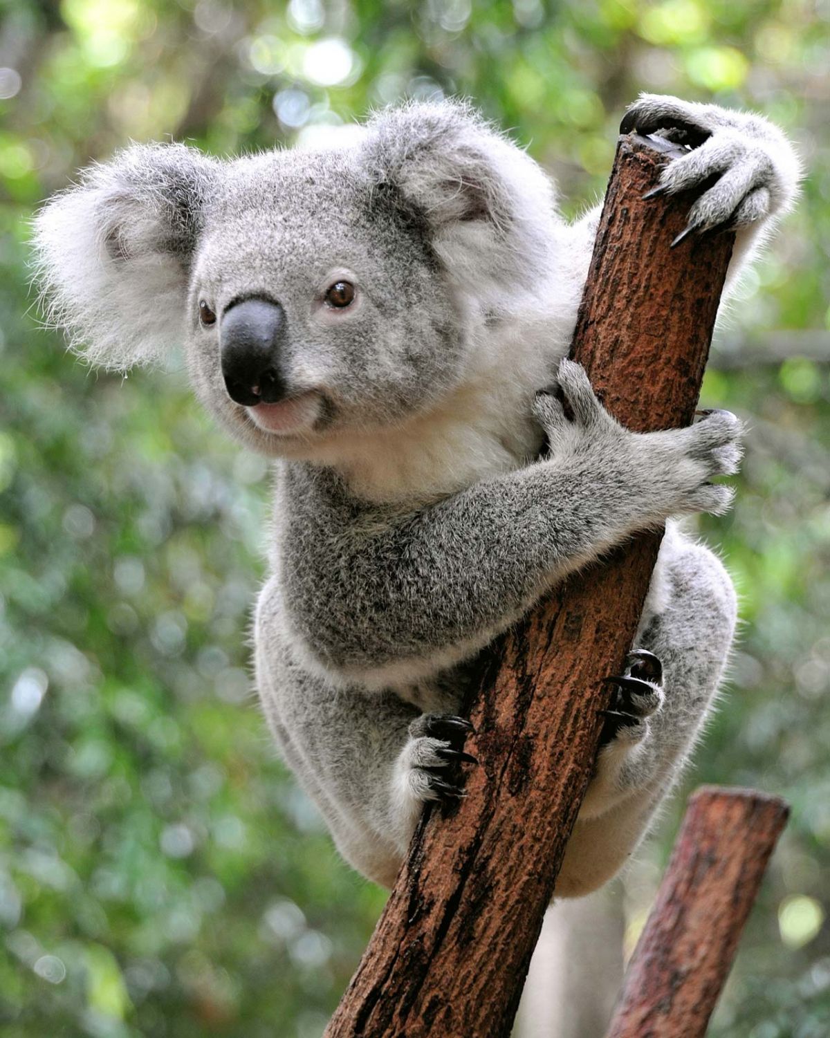 कोआला को ऑस्ट्रेलिया में लुप्त के रूप में सूचीबद्ध किया गया है