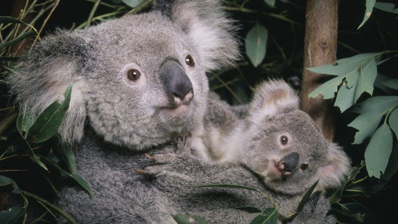 Koalas are listed as endangered in Australia