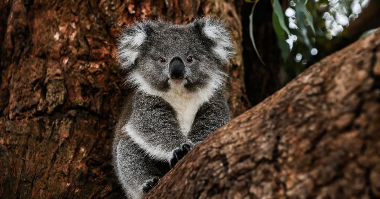 Koalas are listed as endangered in Australia