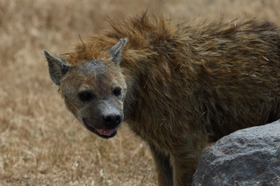 Hyenas kill two Tanzanian children in 3 months