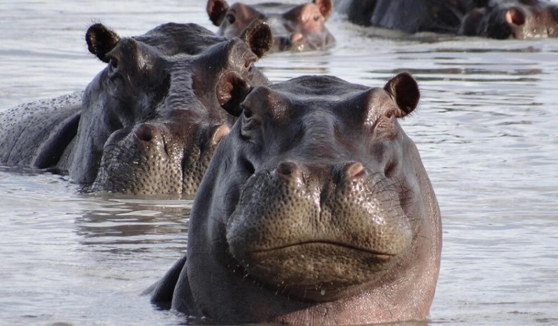 World Hippo Day 2024: Understanding History and Significance of this Celebration