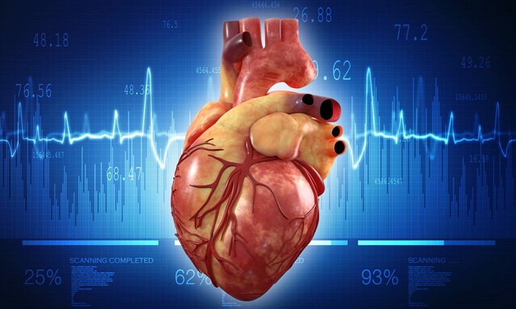Human heart can be saved for more than 24 hours through technology