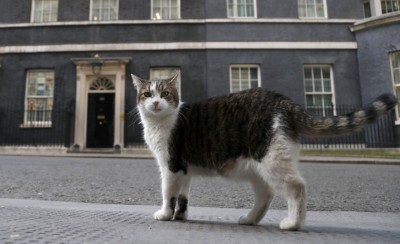 UK's chief mouser Larry celebrates 10 years at No 10 Downing Street