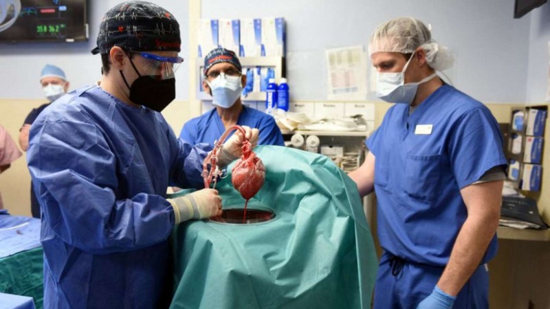 अमेरिकी व्यक्ति को आनुवंशिक रूप से संशोधित सुअर का हृदय प्रत्यारोपित किया गया