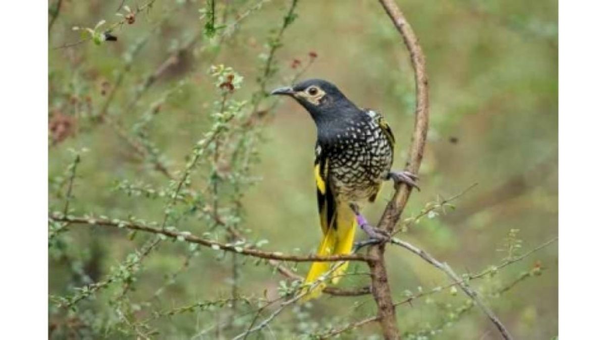 One of Australia's iconic birds faces extinction within 20 years: Reports