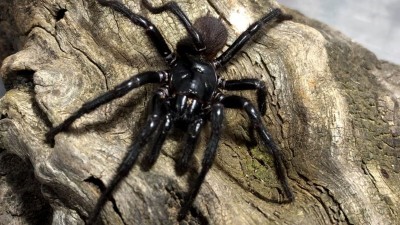 Meet 'Big Boy' Spiders: Scientists Discover a New Giant Funnel-Web Species in Australia