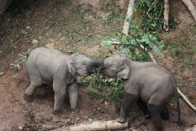 Newborn wild Asian elephants spotted in Yunnan