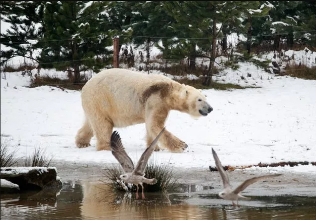 Woman and boy are killed by a polar bear after it runs amok through a remote Alaskan village