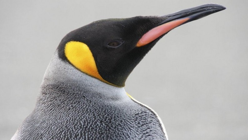 Celebrating Penguin Awareness Day: A Call to Protect Our Feathered Friends