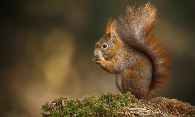 Embracing the Charm: Squirrel Appreciation Day January 21