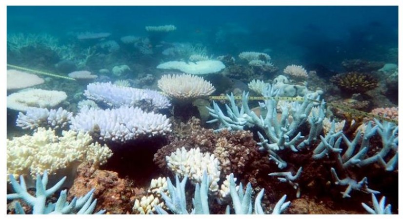 Australian Govt announces USD703 million in support for Great Barrier Reef