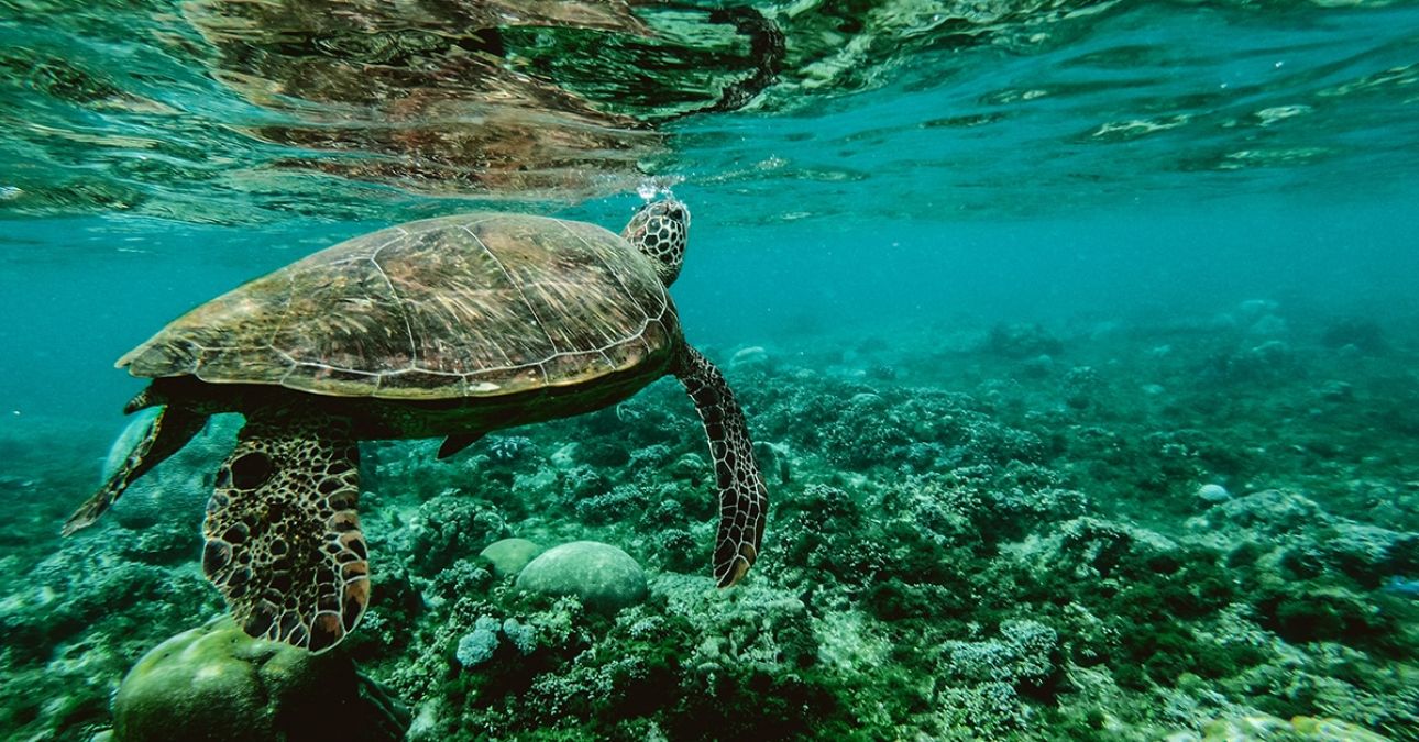 The Australian government announces $703 million funding for the Great Barrier Reef