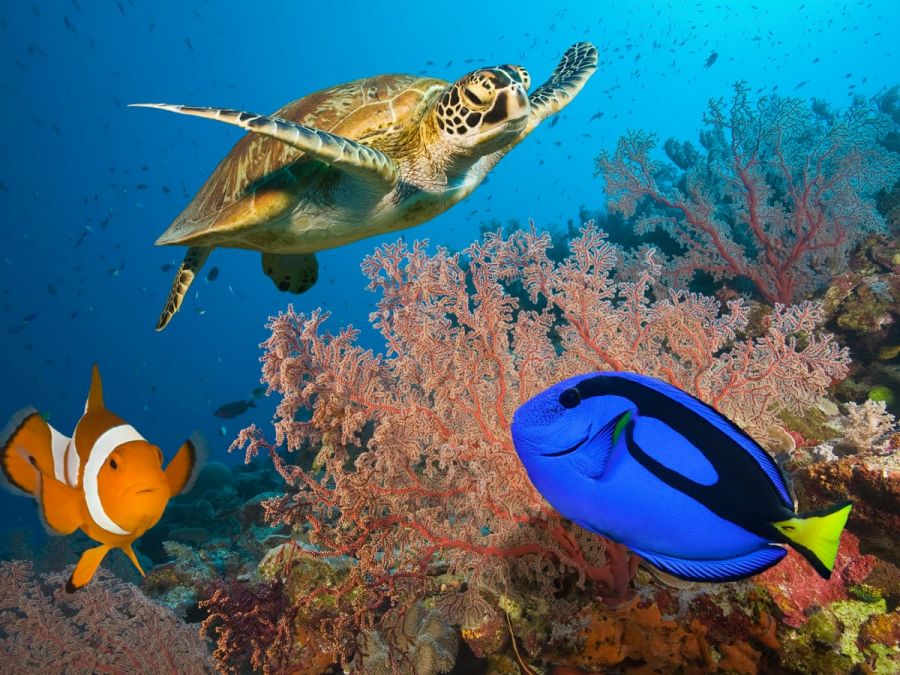 The Australian government announces $703 million funding for the Great Barrier Reef