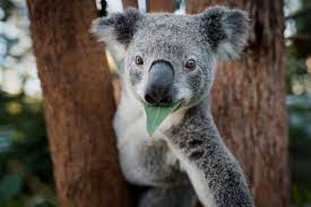 Funding for Koala conservation tripled by the Australian government
