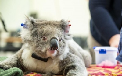 Funding for Koala conservation tripled by the Australian government