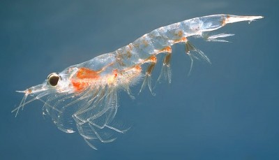 Aussie scientists starts voyage to count Antarctic krill