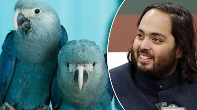 Spix’s Macau: Mystery bird’s wild comeback in 2022 after two decades of extinction, Anant Ambani’s Vantara steps in