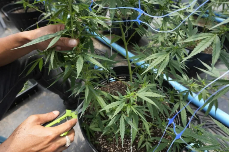 Thailand experiences a cannabis rise after law change