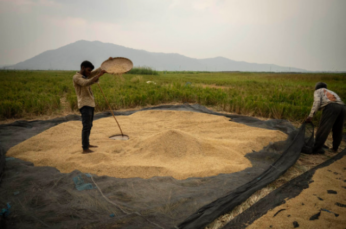 El Nino is threatening rice crops after the Ukraine War disrupted grain supplies