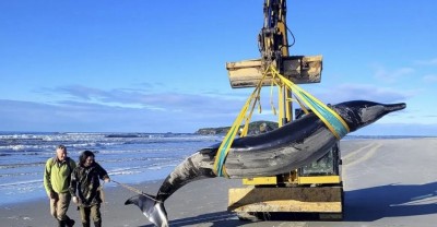Rare Whale Discovery on New Zealand Beach Offers Hope for New Insights