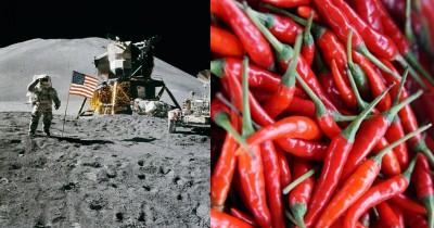 NASA is growing chili on the International Space Station for astronauts, know why