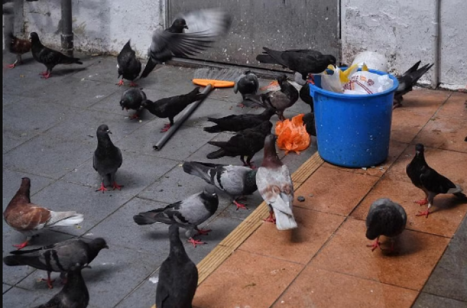 Fined Heavily for Feeding Flocks: Singapore Slaps S$4,800 Penalty on Persistent Pigeon Feeder in Geylang